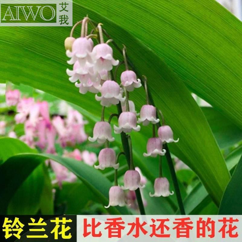 新品玲兰植物铃兰花苗盆栽花卉绿植客厅阳台庭院铃兰种球根系浓香