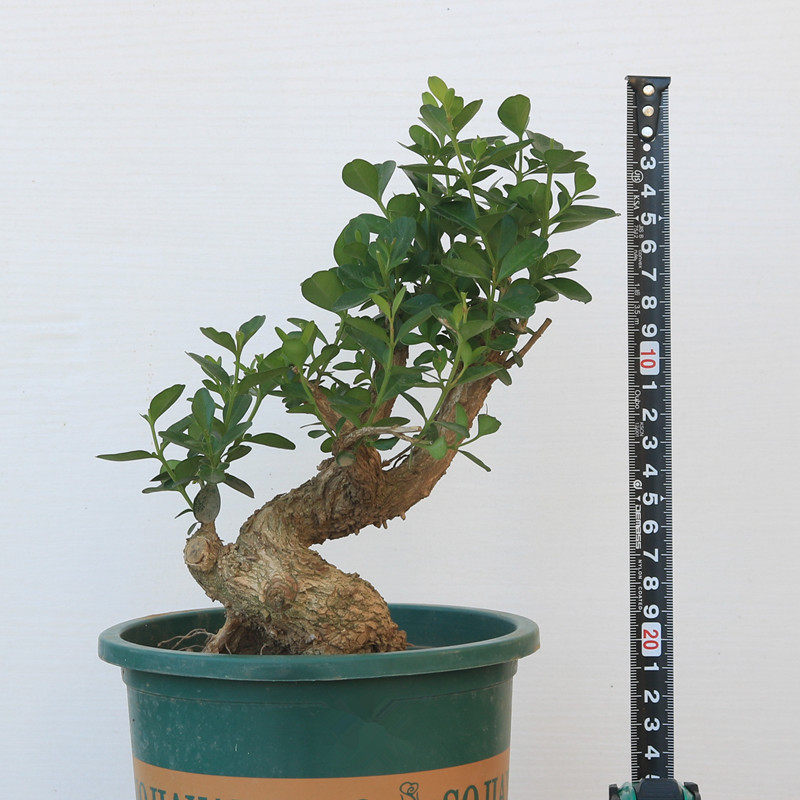 小黄景杨树苗雀舌皱皮叶精品四季pjm青常植物可造型盆室内外盆栽