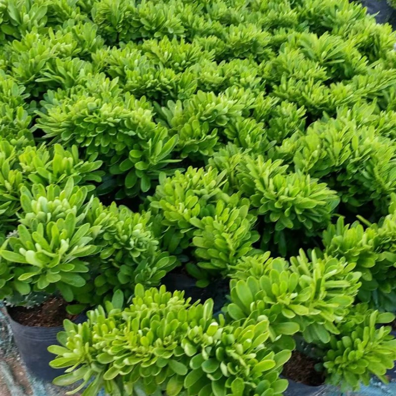 麒麟掌 多肉植物盆栽玉麒麟室内阳台耐旱植物仙人掌好养易活包邮图片