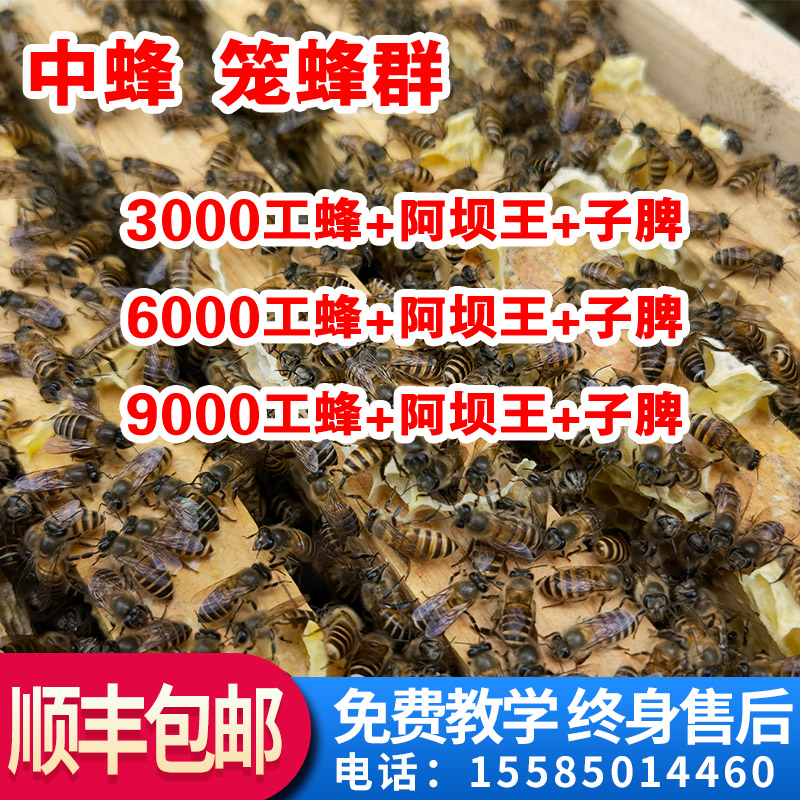 笼蜂中蜂蜂群3000工蜂9000工蜂带王蜂群合群补蜂量活蜜蜂养殖包邮