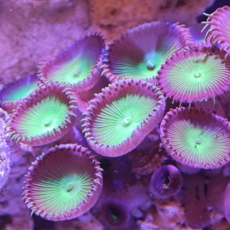 日本大眼绿纽扣珊瑚绿水螅大种好繁殖耐活新手珊瑚养定活体一颗成