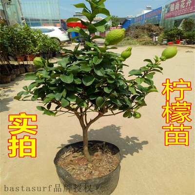 极速Lemon trees, fruits, lemon seedlings, green plants, pott