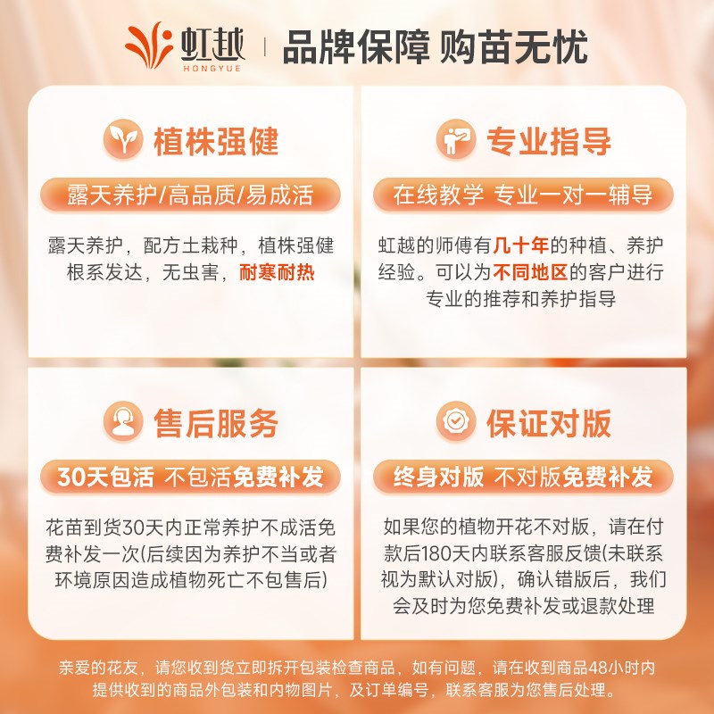 藤冰山月季花苗小苗盆栽爬墙藤本月季耐寒勤花优秀抗病性阳台月季