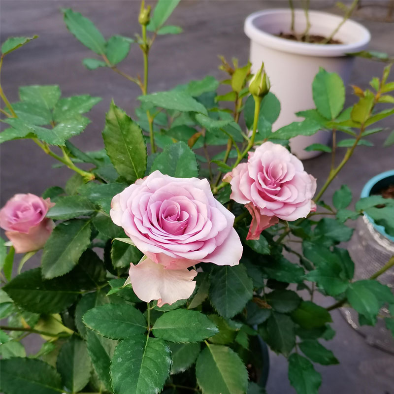 紫霞仙子切花玫瑰大花月季花苗浓香型阳台庭院盆栽植z物多季开花