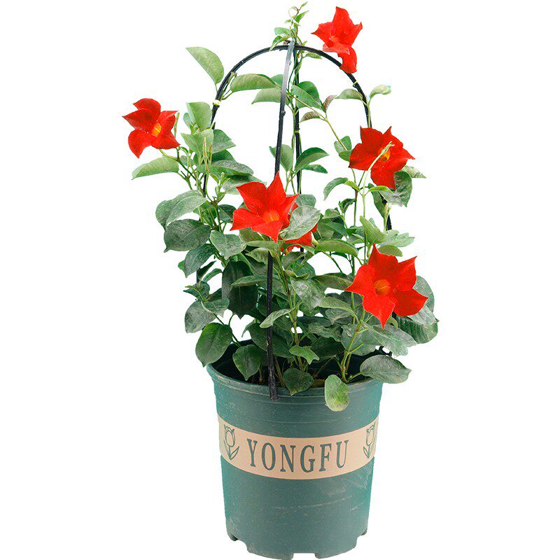 万里飘香藤四季花绿植盆栽花花卉开花植物室内阳台花苗爬藤白