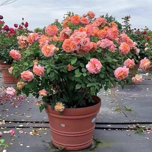 开花 花苗果汁阳台盆栽庭院特大切花浓香玫瑰四季 新品 欧洲灌木月季