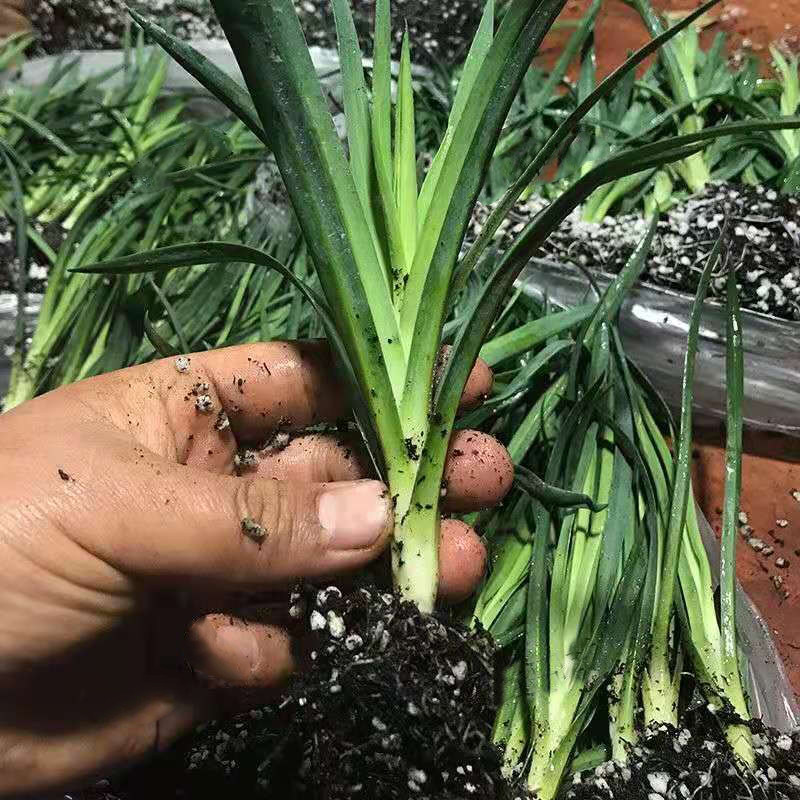 康乃馨花苗盆栽室内阳台好b养的花卉四季开花云南直发