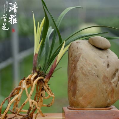 极速花苗红花荷瓣夏带花苞红月建兰四季兰矮种浓香兰花苗室内精品