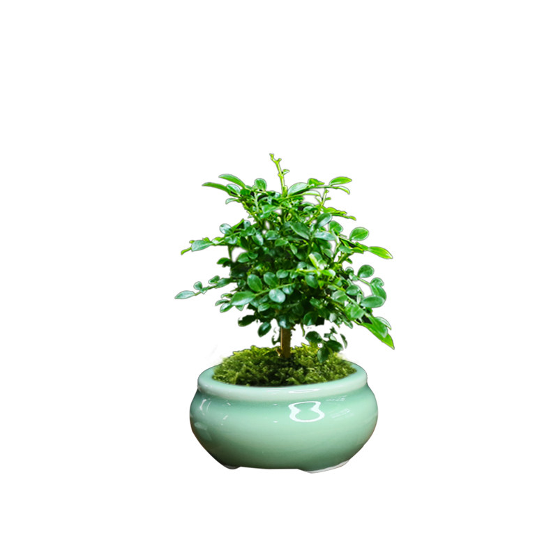 台湾达摩九里g香小叶九里香盆景桌面趣味微盆景书房茶桌禅意植物