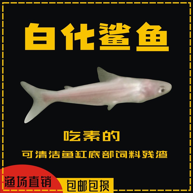 速发蓝鲨观赏鱼热带鱼群游鱼清道夫清洁鱼大型鱼龙鱼配鱼淡水白化