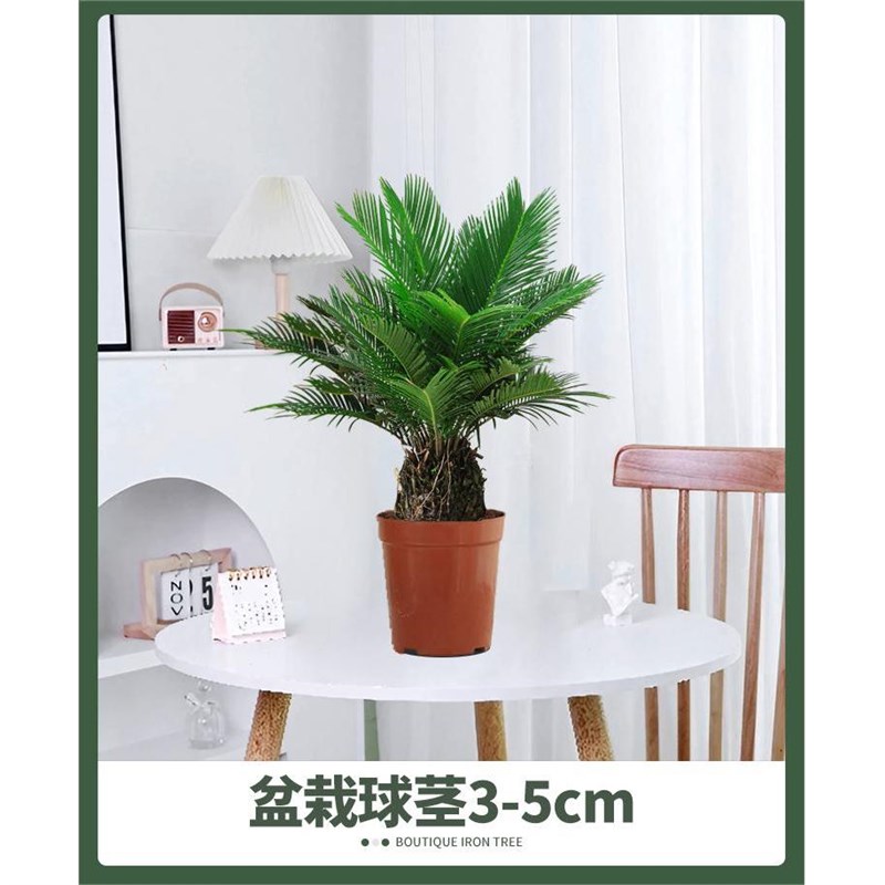 铁树小叶苏铁子母铁绿植净化空气铁树盆景办公室阳台摆件