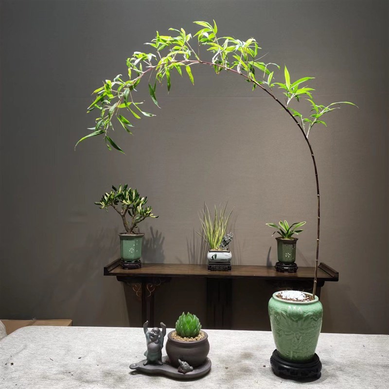 小叶簕竹室内盆栽飘支紫寒竹盆z景庭院桌面绿植微盆景竹苗观赏竹