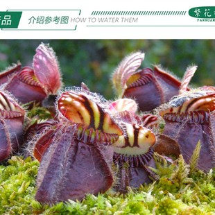 大男孩土瓶草 稀有大型品种成熟瓶瓶子草猪笼草