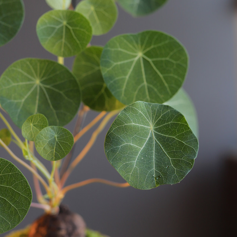 山乌龟金不换g盆栽爬藤植物办公室室内藤蔓四季常青懒人绿植