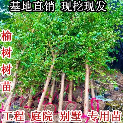 极速榆树苗榆钱树小苗别墅庭院绿化园林工程苗木耐寒白榆家榆树苗