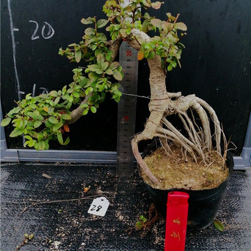 悬崖式小叶榆树盆景榔榆r盆景临水式榔榆盆景一物一拍悬崖榆树盆