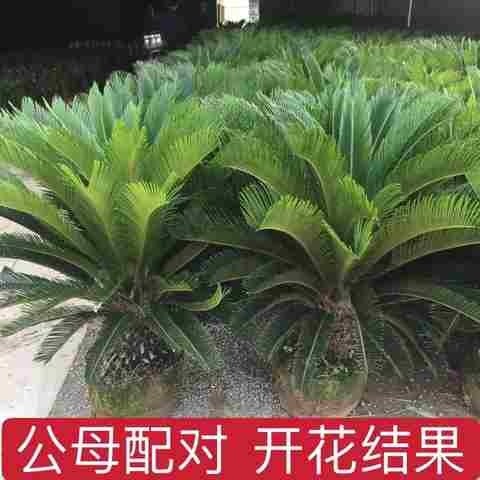 铁树植物室内盆栽四季常青室x外室内客厅办公室庭院阳台苏铁绿植