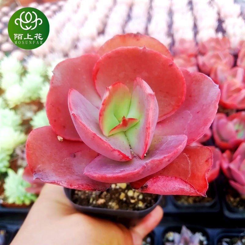 初吻老桩大叶秀妍多肉植物萌肉肉组合盆栽室内花卉办公室防辐射,鲜花速递/花卉仿真/绿植园艺,多肉植物,淘宝优惠券,粉丝福利购,淘宝优惠卷