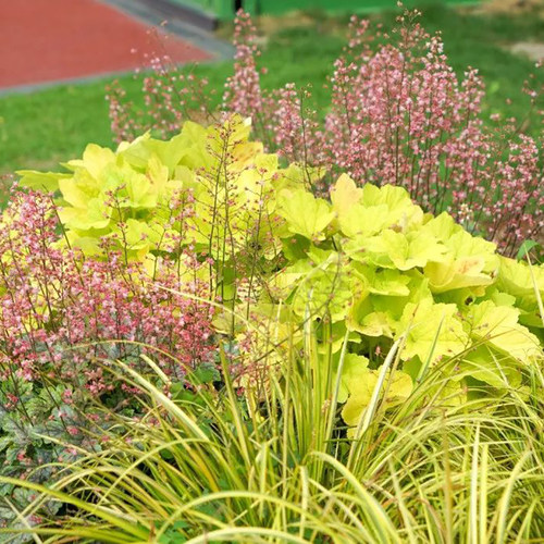 苔米花圃花园花镜观叶金叶石菖蒲观赏草植物多年生耐寒耐热宿根