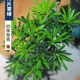 茶桌造型销 新速发新销罗汉松盆景室内植物摆件造景绿植桌面新中式