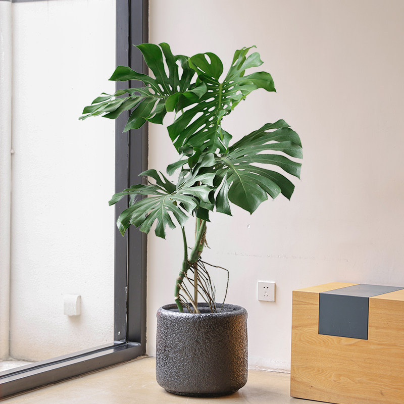 老桩龟背竹造型盆栽室内大型植物客厅办公司净化空气x阳台北欧风