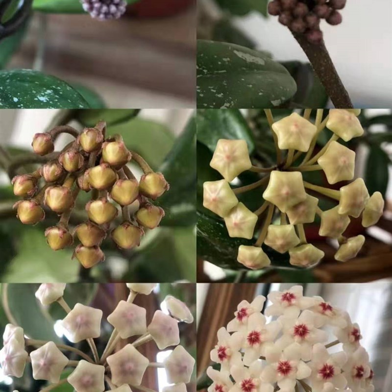 室内藤本植物花卉 银斑白花球兰 球兰花盆栽 带花梗发货 当年开花