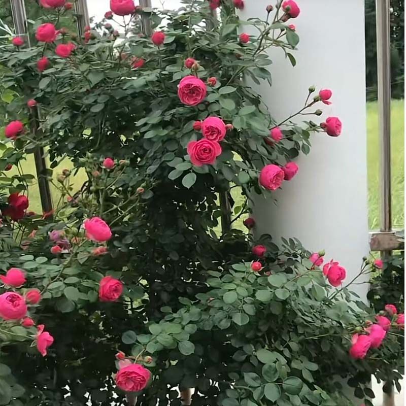 蔷薇花苗爬藤四季特大花浓香藤本月季庭院耐寒植物阳台爬墙木香花