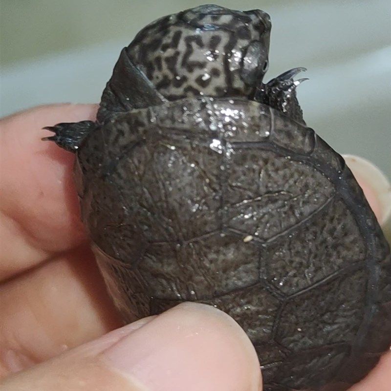 西非侧颈龟沼泽侧颈龟棱背东非深水长j颈热带观赏公母苗网红微