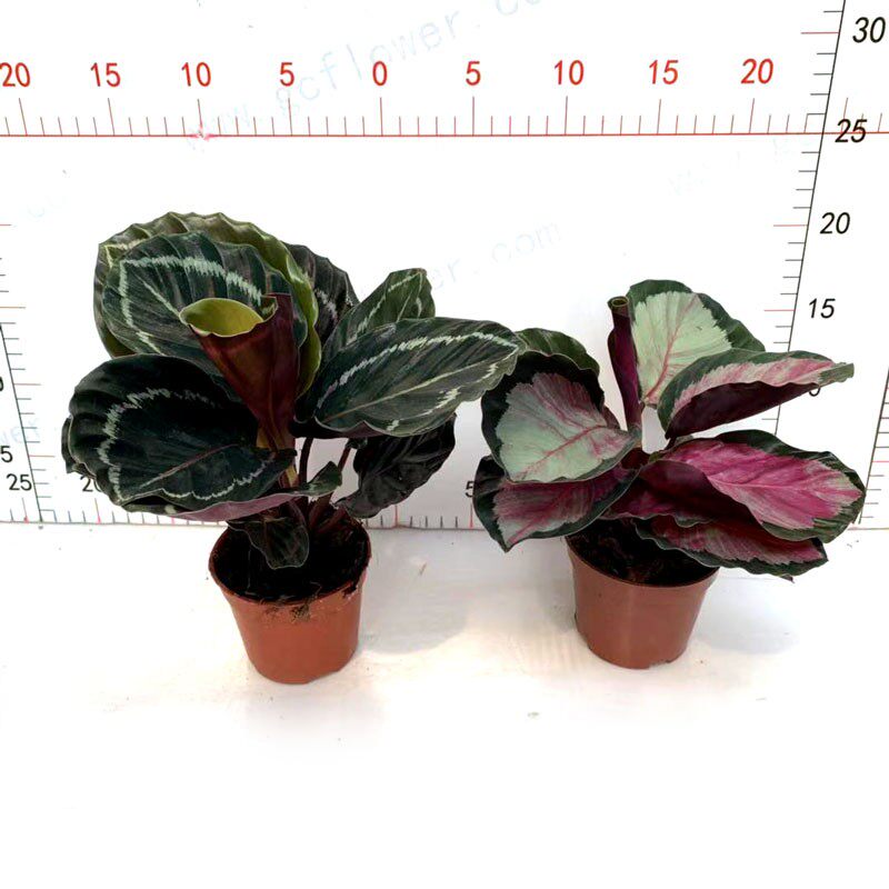 玫瑰红竹芋盆栽美丽彩叶花卉室内桌面客厅四季常青喜庆绿植吸甲醛