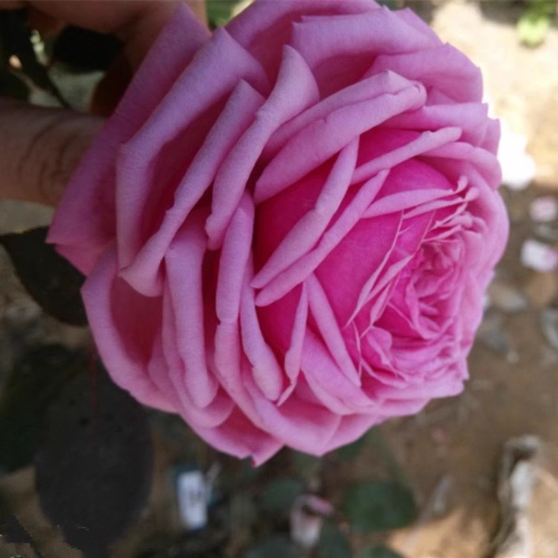 浓香大花灌木月季花苗盆栽结爱多季开花庭院阳台花卉植物玫瑰盆栽