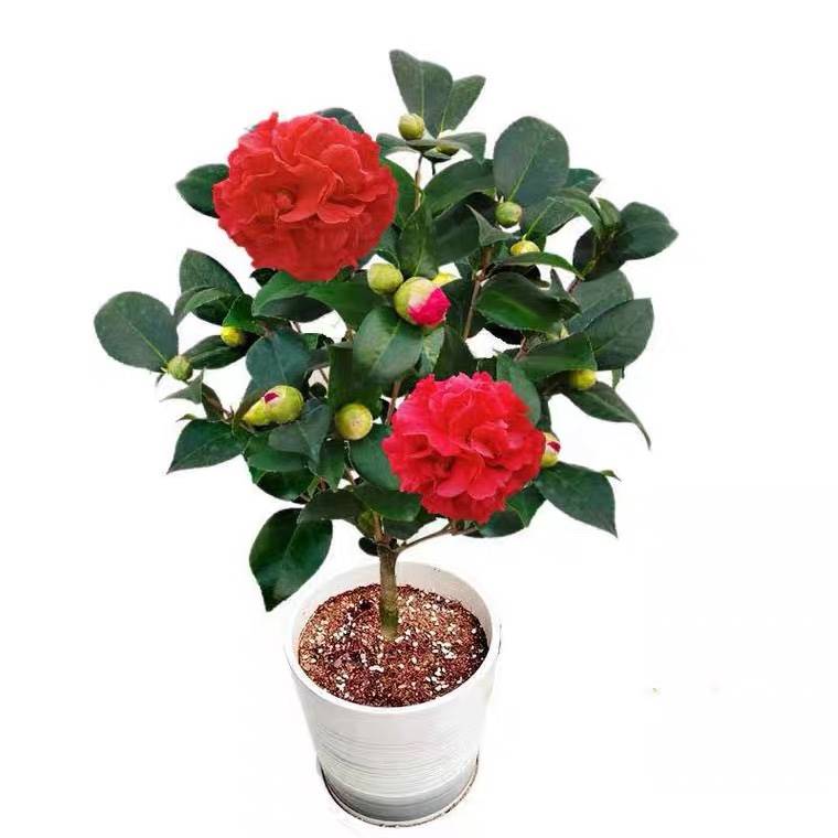 速发香妃山茶花盆栽带花苞阳台庭院花卉植物室内好养茶花树苗四季