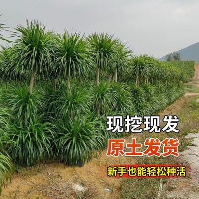 龙血树客厅绿植龙须树落地式室内大盆栽真花大型旺宅龙雪树网红