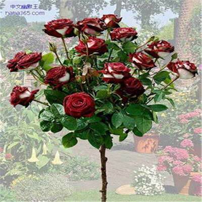 推荐40Pcs/Pack Rare Seed Osiria Rose Ruby Rose Flower Seeds