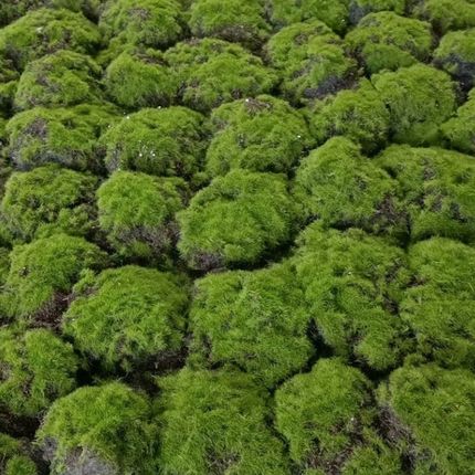 极速发货a高品质假苔藓仿真青苔绿色草坪地垫阳台摆件造景绿植墙