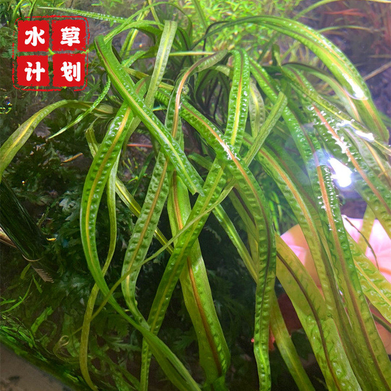 202大龙鞭气泡王草卷浪玻网璃fzr浪草缸鱼大缸造景后景型水草稀有