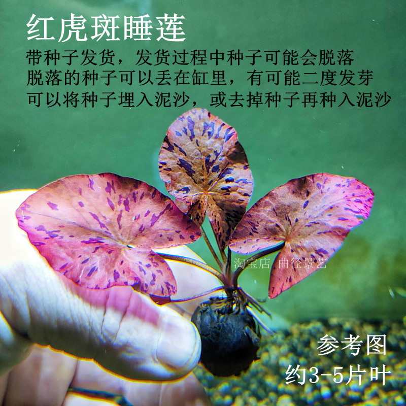 红虎斑睡莲青虎睡莲绿虎斑睡莲前景精品阴性水草鱼Z缸草缸造景