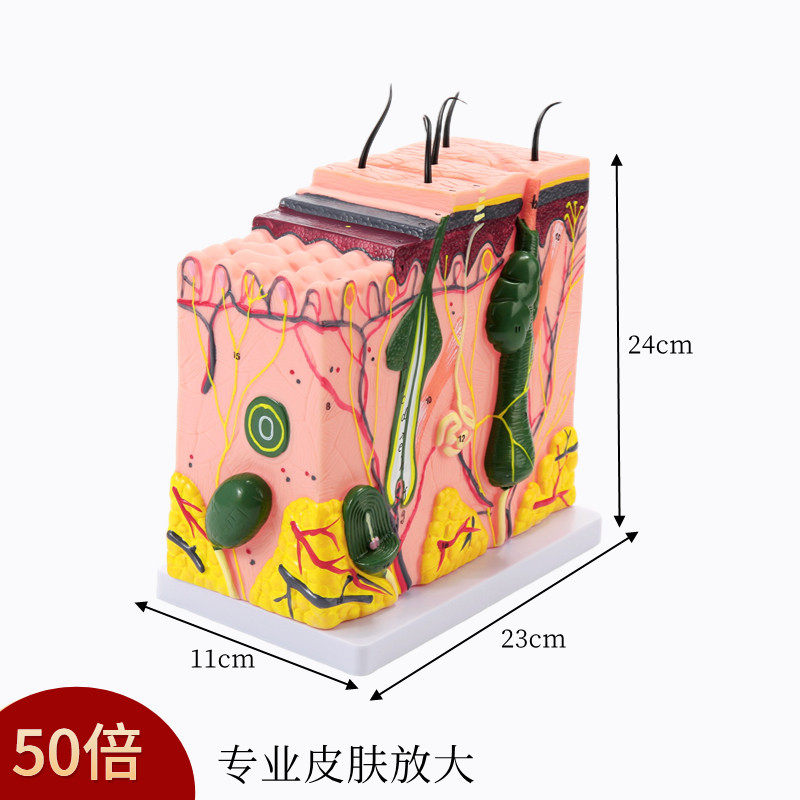 立体皮肤组织结构放大模型层次人体构造j分层解剖模具美容整形毛