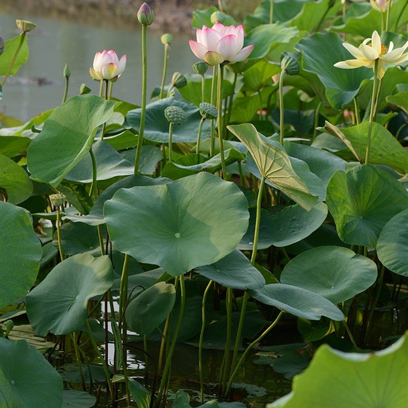 碗莲乌托邦-彩云翔 中大型 盆栽水生花卉观赏荷花种藕cqu10211