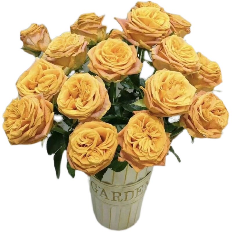 a级雅典娜女神玫瑰鲜花束橙黄水养插花云南基地直发包邮赠2支防损