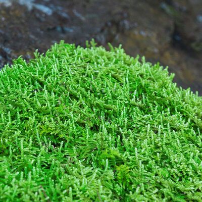 苔藓孢子粉鲜活青k苔绿植地毯永生苔藓种子草籽吸水石微景观假山