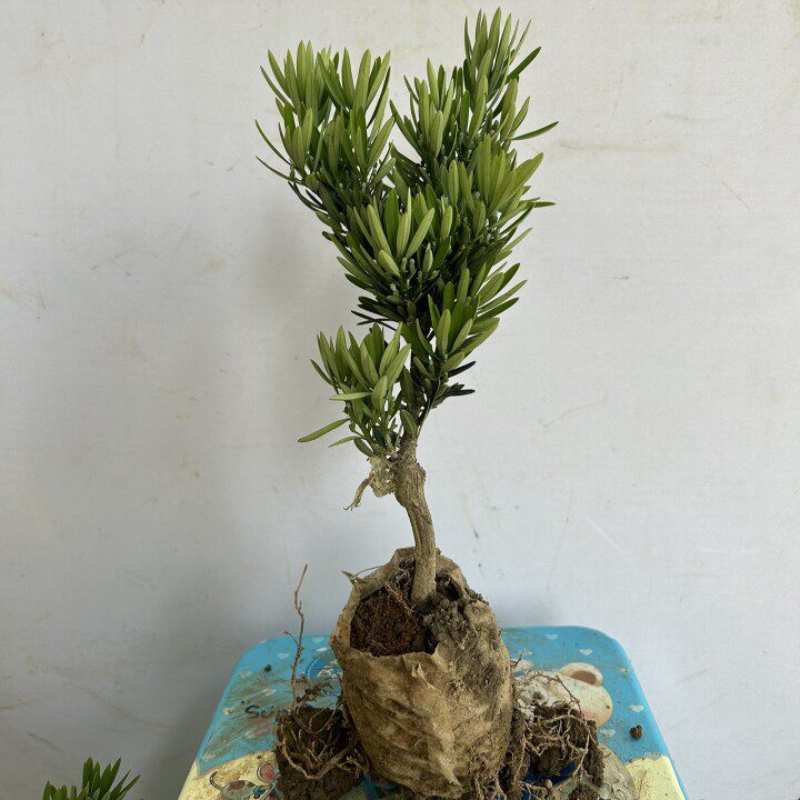 稀有紫金海岛菊花芯罗汉松名贵金钻红芽彩菊小红帽罗汉松盆景小苗