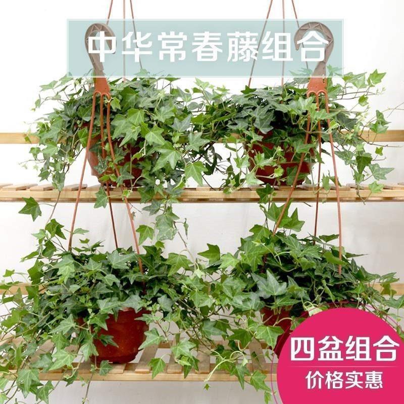 新品.ivy potted plants indoor large hanging vinca jinbian