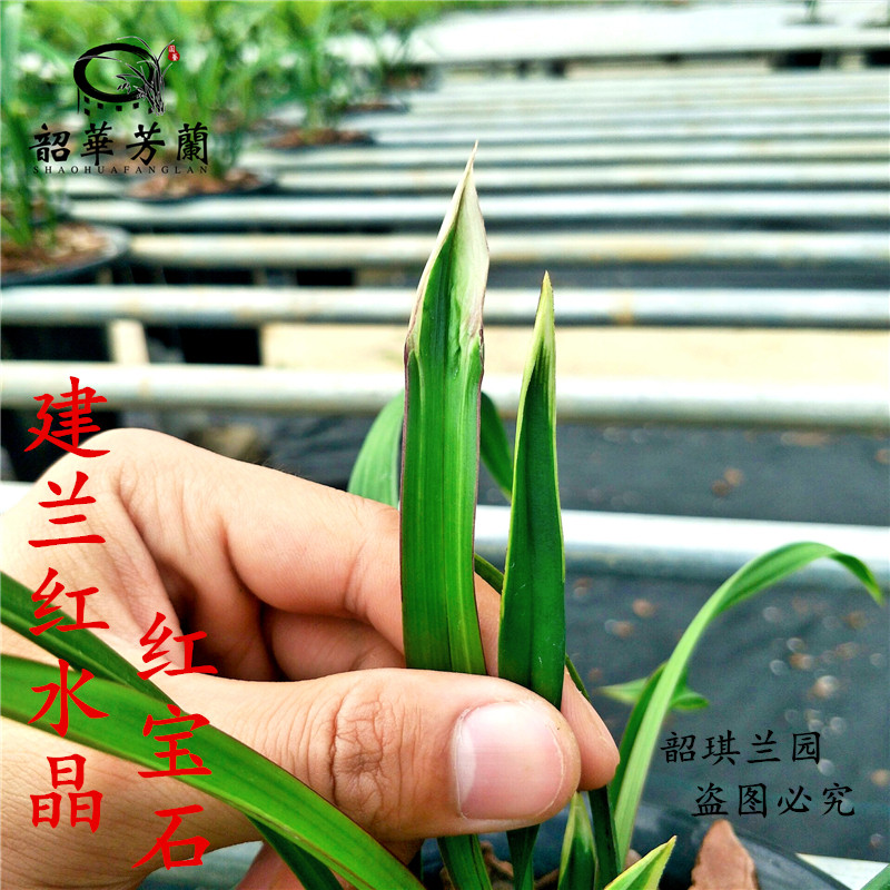 兰花苗红宝石红水晶矮种春兰建兰金边四季开花浓香好养型名贵兰花