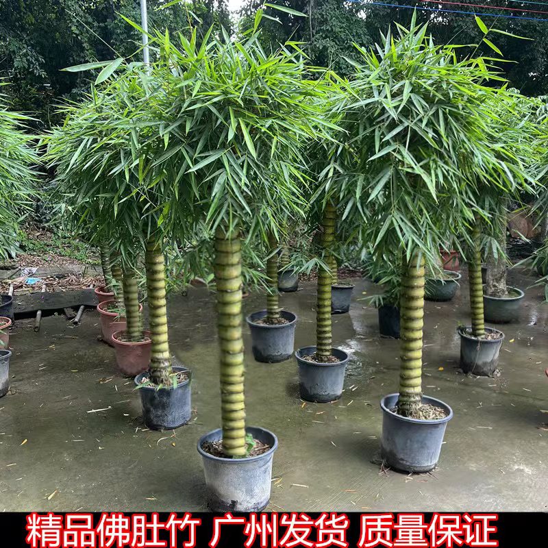 佛肚竹盆栽绿植阳台庭院观赏植物办公室客厅绿植观叶净化空气盆景