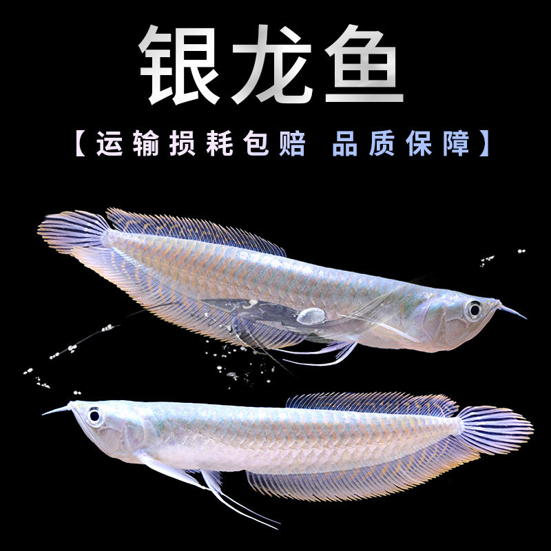 速发银龙鱼活体大中型热带观赏鱼鱼缸宠物淡水风水鱼发财鱼金龙鱼