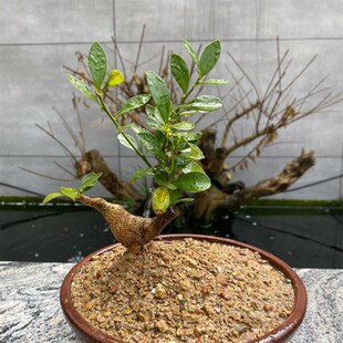 金豆盆景雀梅老桩盆景金弹子树苗C黄栌盆景金豆老桩盆景观果树桩