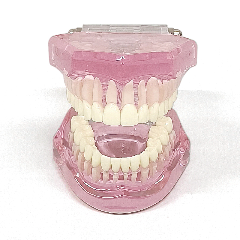 牙齿模型口腔教学考试医用练习全口牙标准仿真牙树脂练习牙