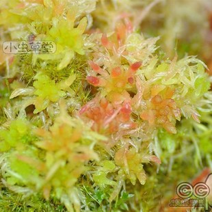 活水苔 食虫草专用新鲜水苔泥炭藓 捕蝇草铺面 保湿美观 微景观