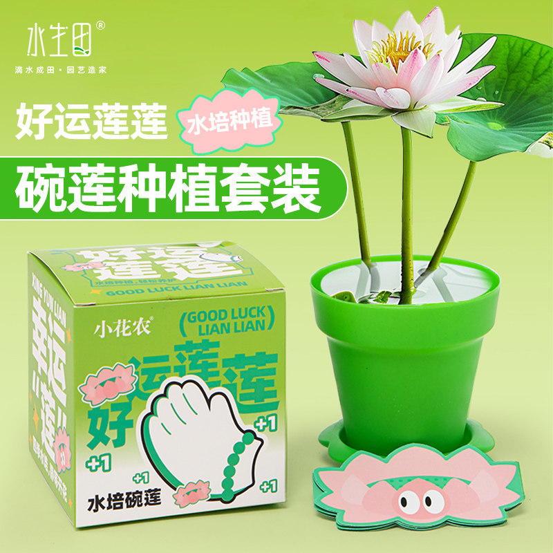 工厂销好运莲莲碗莲水培植物花卉睡D莲儿童种植小盆栽迷你荷花水