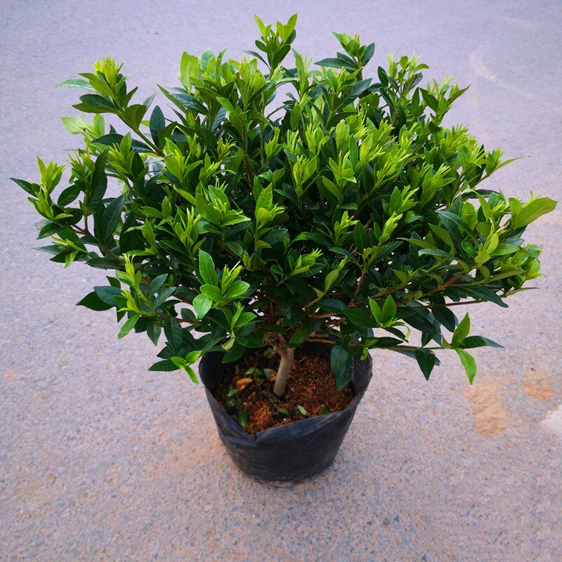 小叶栀子花小苗四季可种大叶独杆栀子花庭院阳q台花卉美观工程绿